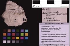 Foto (Objekt + Etiketten) von Palaeopalinurus glaessneri (Bachmayer, 1954) (NHMW-GEO-1990-0041-0090)